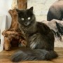 Arya_Khaleesi (2)